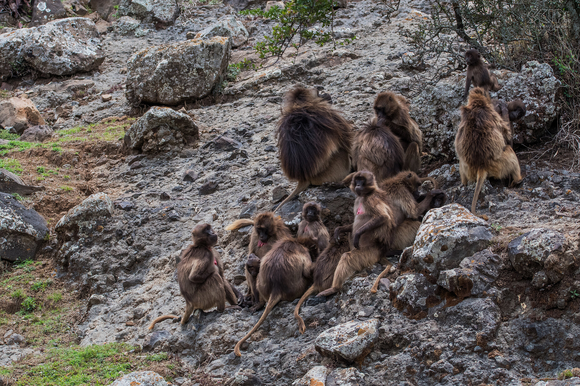 Debre Libanos - Geladas The last day we visited the Jemme River Gorge near Debre Libanos that is located north of Addis Abeba. Near the Portuguese Bridge we could observe various groups of the endemic and remarkable gelada baboons (Theropithecus gelada) Stefan Cruysberghs